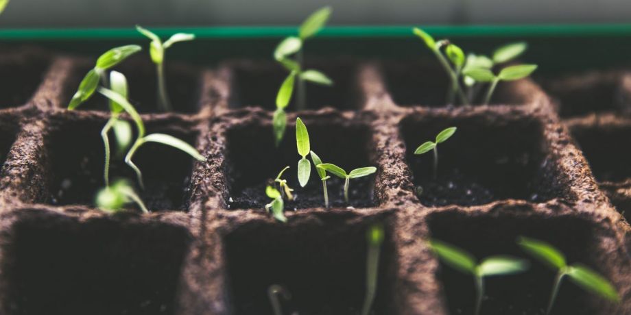 Seedlings sprouting