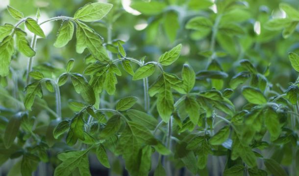 Green Thumbs Growing Kids - Green leaves in tilt shift lens